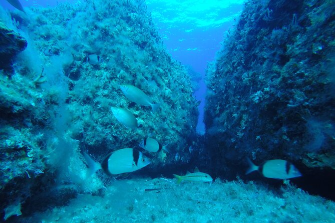90-Minutes Glass Bottom Trip With Quick Dip - Natural sponges and a second look below the surface