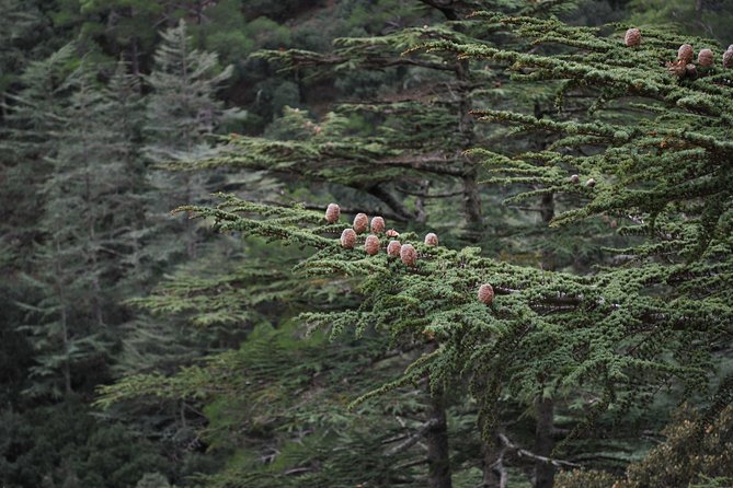 Beauty, Nature and Charm of Troodos Mountains from Paphos - Mountain views from the Troodos viewpoint