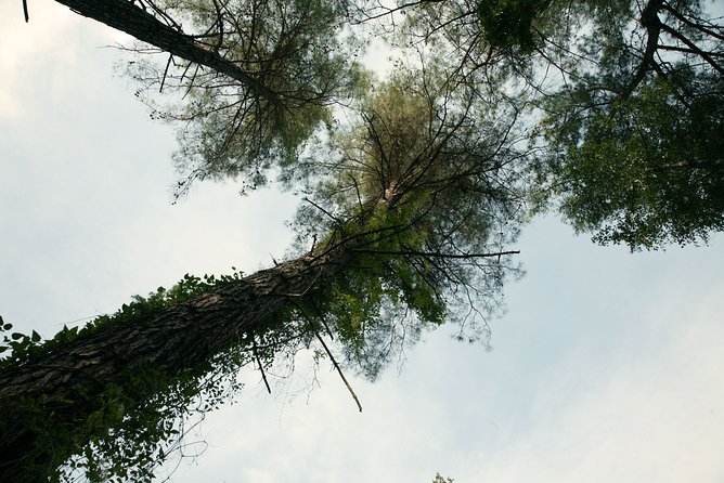 Beauty, Nature and Charm of Troodos Mountains from Paphos - Millomeris Waterfall and the short forest walk
