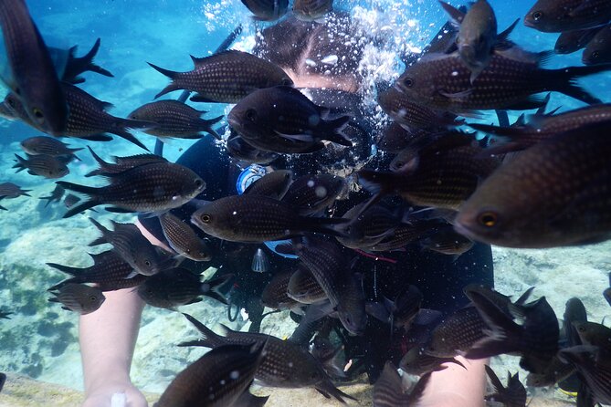 Discover Scuba diving - Family suitability depends on age and language