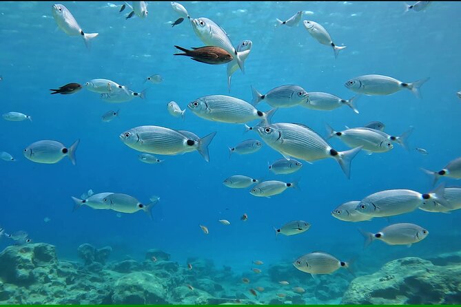 Discover SCUBA Diving with Pissouri Bay Divers - Why this first SCUBA session works for beginners