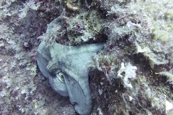 Discover SCUBA Diving with Pissouri Bay Divers - The guides and teaching style