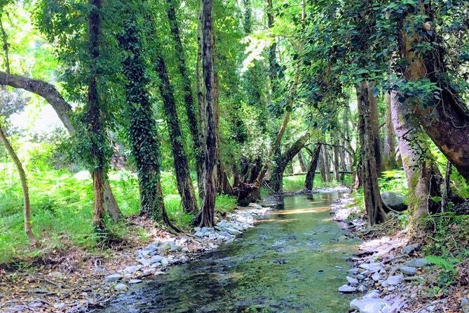 Explore Paphos forest with e-mountain bikes - The quiet pause in Milikouri village