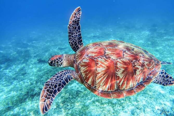 From Protaras: Turtle Cove & Blue Lagoon Cruise - Konnos Bay: the careful turtle stop