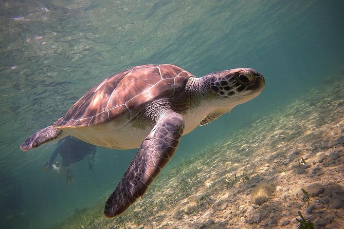 Half-Day Scuba Diving Tour - Discover Scuba Diving! - A first underwater experience beside Paphos Harbour