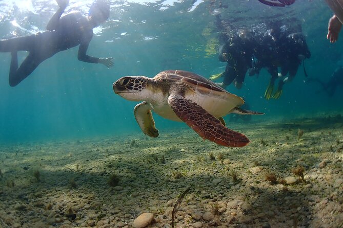 Half-Day Scuba Diving Tour - Discover Scuba Diving! - What the sea session feels like for a beginner