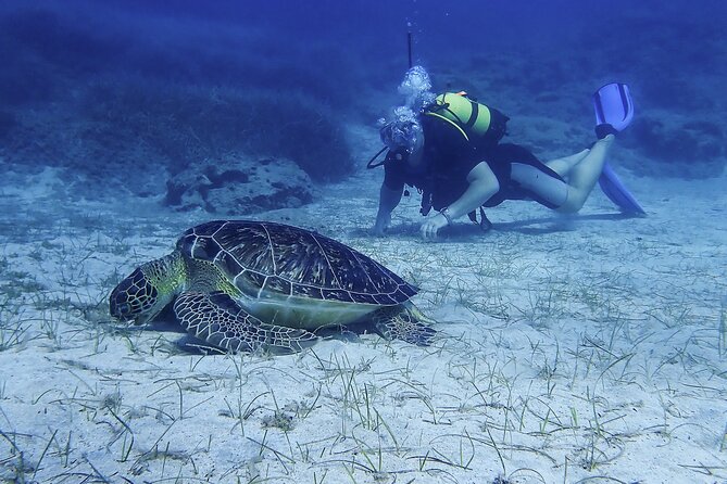 Introductory diving in small groups - Equipment, PADI Preparation, and Safety
