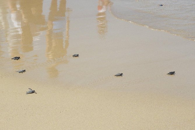 Jeep Safari to Akamas National Park: Avakas Gorge Tour from Paphos - Lara Bay: turtle conservation in a quiet setting