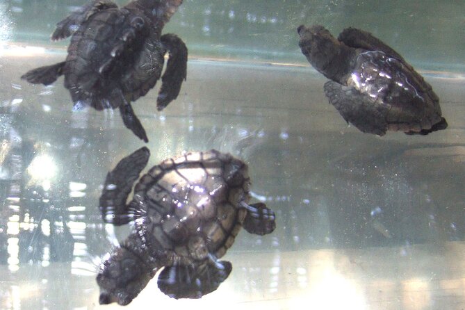 Land Rover Akamas Blue Lagoon Jeep Safari - Lara Bay and Cyprus’s nesting turtles