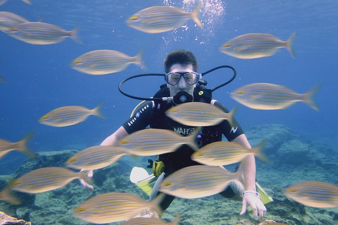 Local Guided Dives (for certified/licensed divers) - Getting started at Poseidon Dive Centre