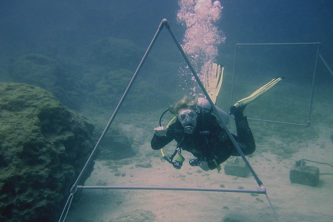 Local Guided Dives (for certified/licensed divers) - Choosing among seven local underwater sites