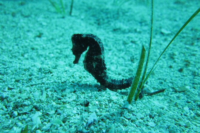 Private Discovery Dive + Photos & Videos - Getting comfortable with the equipment