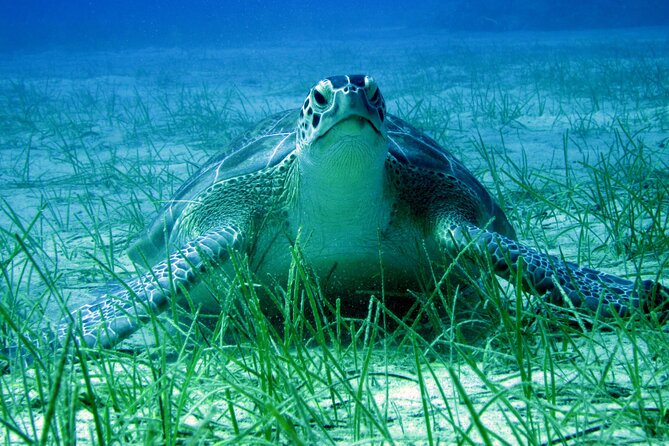 Private Discovery Dive + Photos & Videos - Starting at Poseidon Dive Centre in Protaras