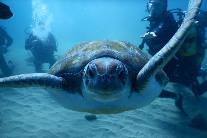 Private Diving at Zenobia Wreck in Larnaka - Equipment, Nitrox, and certification rules