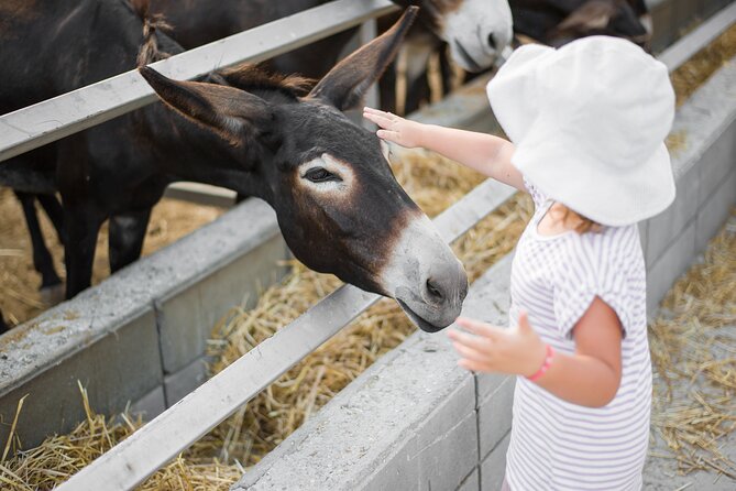Private Full-Day Tour in Larnaca with Hotel Pick Up - Golden Donkeys Farm: a close look at rural Cyprus
