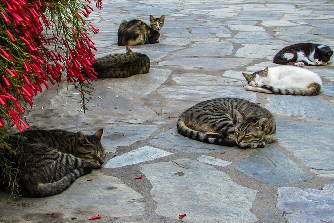Private Full-Day Tour to Cyprus Monasteries - Why the private vehicle matters