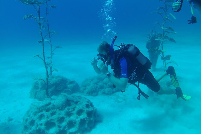 Scuba Diving Cyprus Experience Protaras and Ayia Napa & Turtles - Turtles, fish, statues, and realistic expectations