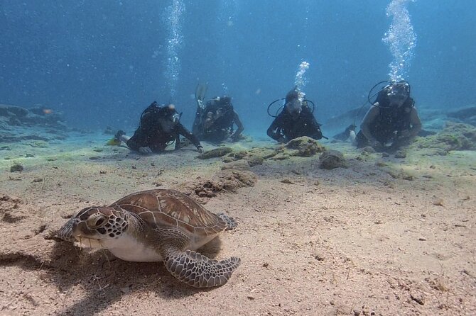 Scuba Diving Experience (10+ Years) AND Free Edited Video - Getting comfortable before you leave the surface