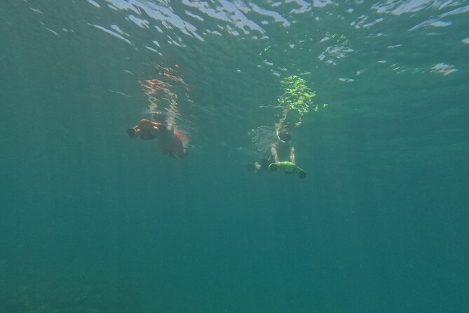 snorkeling ,Turtle Watching in Cyprus - Sea turtles, fish, squid, and ancient pottery