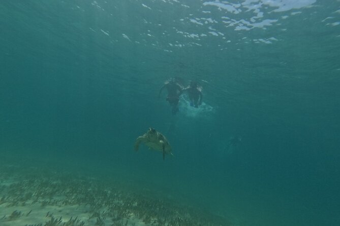 snorkeling ,Turtle Watching in Cyprus - What is included, and what you need to bring