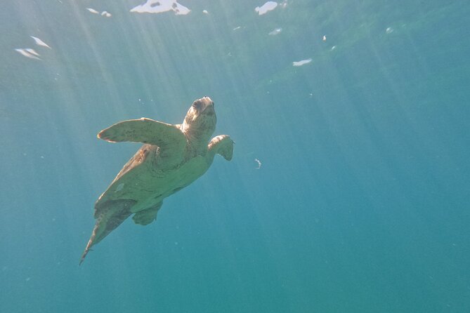 snorkeling ,Turtle Watching in Cyprus - Are the photos really useful?