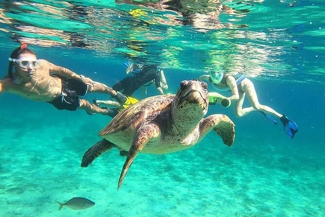snorkeling ,Turtle Watching in Cyprus - Swimming from shore into the turtle area