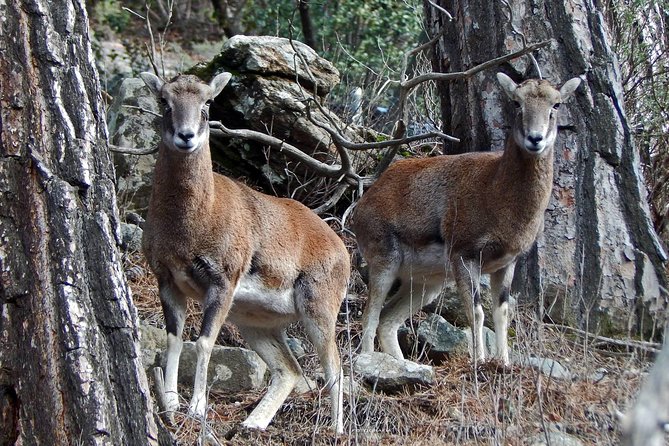 Troodos Jeep Safari from Protaras,Ayia napa & Larnaca - Guides can make or break the day
