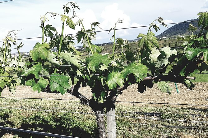 Troodos Mountains Grape Escape: All Inclusive Food & Wine Tour - Is $142.41 a fair price?